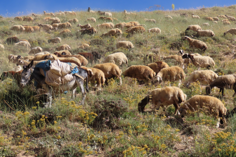 PÜLÜMÜR BAĞIRPAŞA (BAĞIRBABA) DAĞI VE GÖLÜ ROTASI